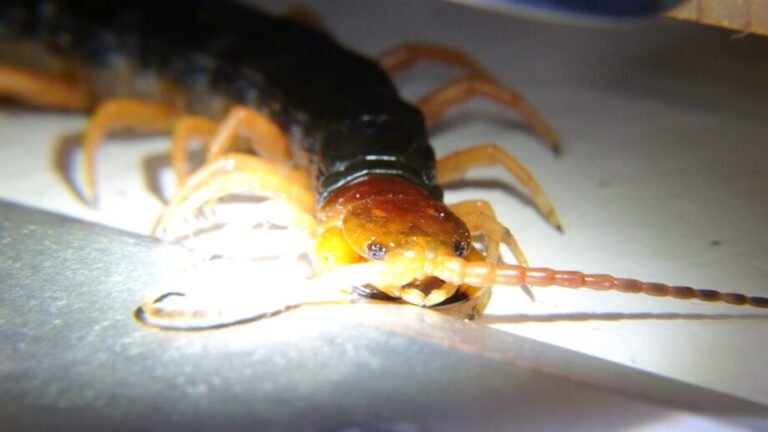 【日本昆虫研究所】ムカデの特徴と生態|多足のハンターが担う自然界の役割とは? | 日本昆虫研究所